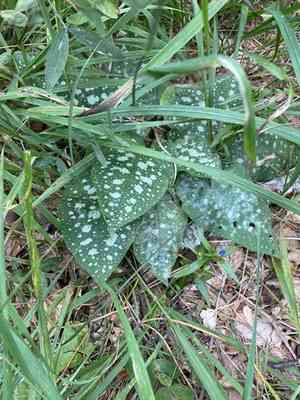 Common lungwort(Pulmonaria officinalis)