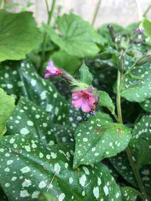 Common lungwort(Pulmonaria officinalis)