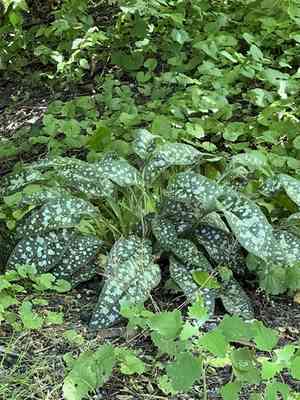 Bethlehem lungwort(Pulmonaria saccharata)