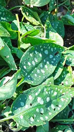 Bethlehem lungwort(Pulmonaria saccharata)