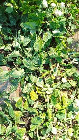 Bethlehem lungwort(Pulmonaria saccharata)