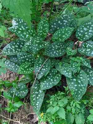 Bethlehem lungwort(Pulmonaria saccharata)