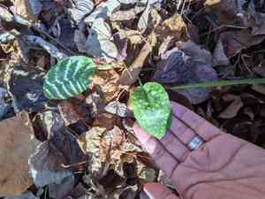Lungworts (Pulmonaria)(Pulmonaria)