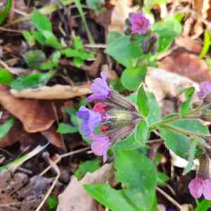 Lungworts (Pulmonaria)(Pulmonaria)