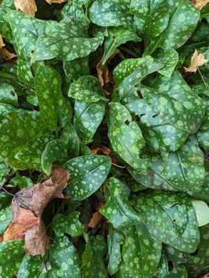 Lungworts (Pulmonaria)(Pulmonaria)