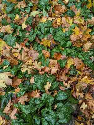 Lungworts (Pulmonaria)(Pulmonaria)