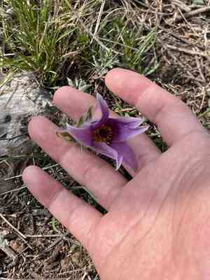 White-haired old-man(Pulsatilla chinensis)
