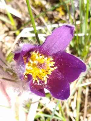 Pasque flower(Pulsatilla vulgaris)