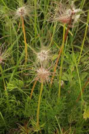 Pasque flower(Pulsatilla vulgaris)