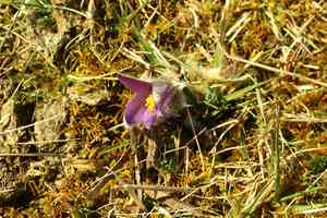 Pasque flower(Pulsatilla vulgaris)