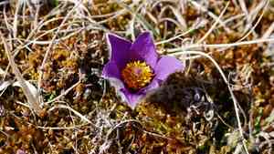 Pasque flower(Pulsatilla vulgaris)