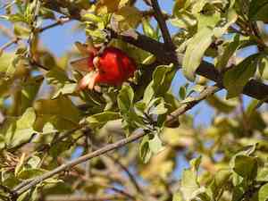 Pomegranate(Punica granatum)