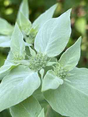 Blunt Mountainmint(Pycnanthemum muticum)
