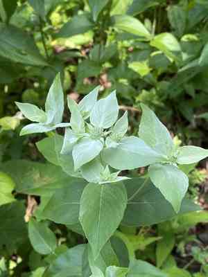 Blunt Mountainmint(Pycnanthemum muticum)