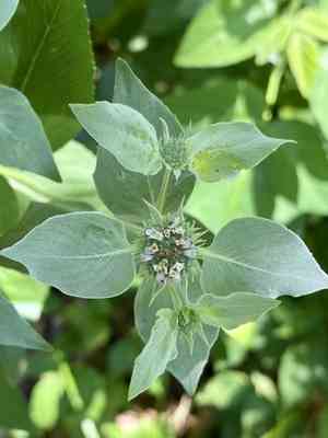 Blunt Mountainmint(Pycnanthemum muticum)