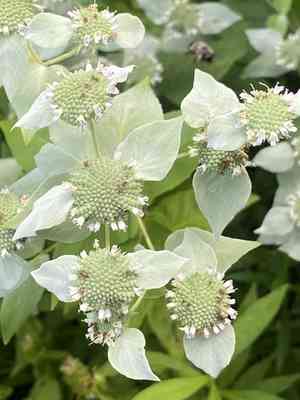 Blunt Mountainmint(Pycnanthemum muticum)