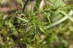 Slender mountain mint(Pycnanthemum tenuifolium)