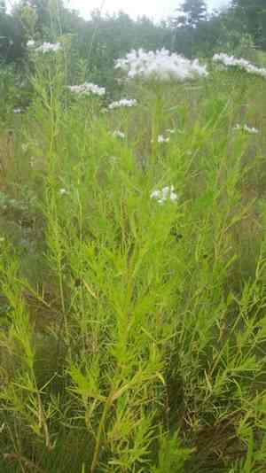 Slender mountain mint(Pycnanthemum tenuifolium)