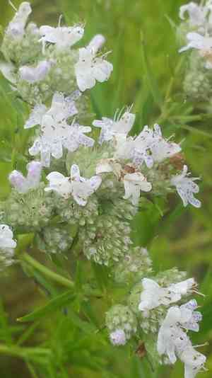 Slender mountain mint(Pycnanthemum tenuifolium)
