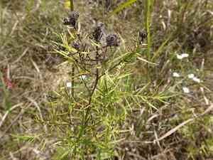 Slender mountain mint(Pycnanthemum tenuifolium)