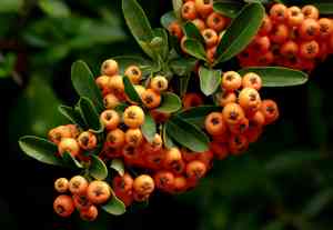 Slender firethorn(Pyracantha angustifolia)