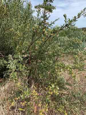 Slender firethorn(Pyracantha angustifolia)