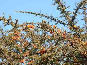 Slender firethorn(Pyracantha angustifolia)