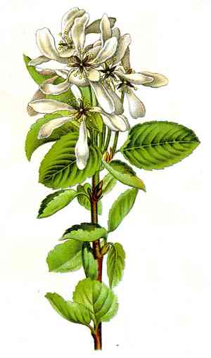 Slender firethorn(Pyracantha angustifolia)