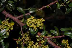 Scarlet firethorn(Pyracantha coccinea)
