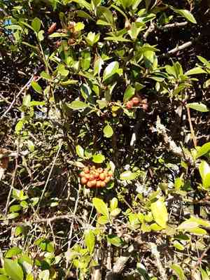 Scarlet firethorn(Pyracantha coccinea)