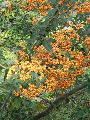 Scarlet firethorn(Pyracantha coccinea)