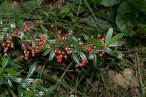 Nepalese firethorn(Pyracantha crenulata)