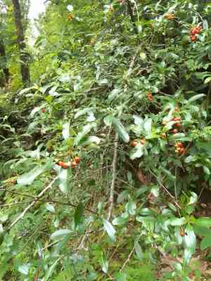 Nepalese firethorn(Pyracantha crenulata)