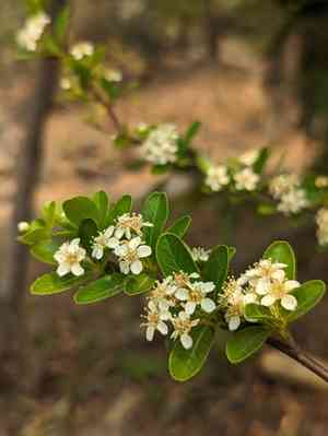 Nepalese firethorn(Pyracantha crenulata)