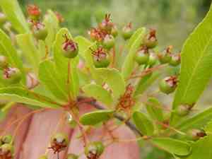 Chinese firethorn(Pyracantha fortuneana)