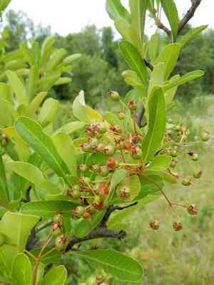 Chinese firethorn(Pyracantha fortuneana)