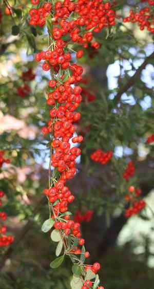 Chinese firethorn(Pyracantha fortuneana)