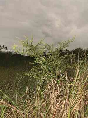 Formosa firethorn(Pyracantha koidzumii)