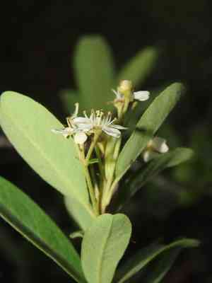 Formosa firethorn(Pyracantha koidzumii)