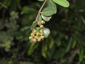 Formosa firethorn(Pyracantha koidzumii)