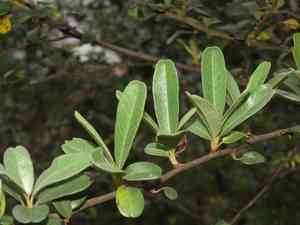 Formosa firethorn(Pyracantha koidzumii)