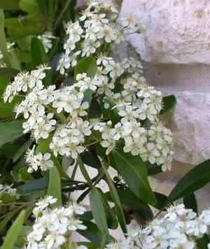 Firethorns (Pyracantha)(Pyracantha)