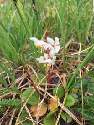 Largeflowered wintergreen(Pyrola grandiflora)
