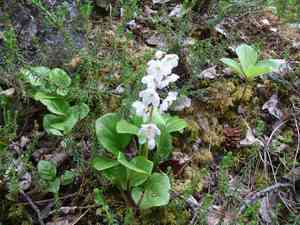 Largeflowered wintergreen(Pyrola grandiflora)