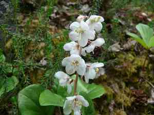 Largeflowered wintergreen(Pyrola grandiflora)
