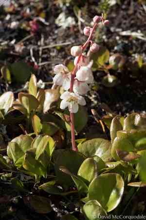 Largeflowered wintergreen(Pyrola grandiflora)