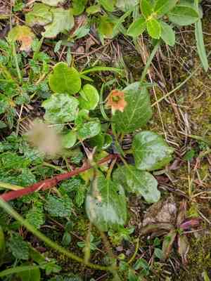 Large wintergreen(Pyrola rotundifolia)