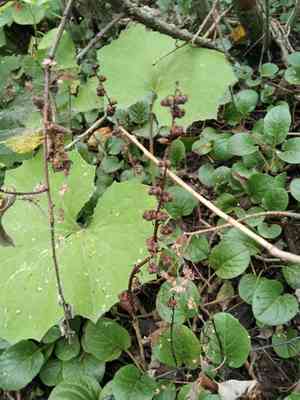 Large wintergreen(Pyrola rotundifolia)