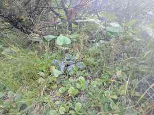 Large wintergreen(Pyrola rotundifolia)