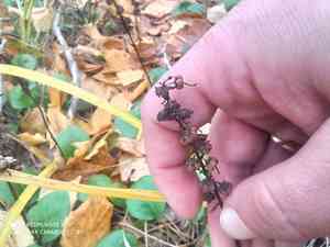 Large wintergreen(Pyrola rotundifolia)